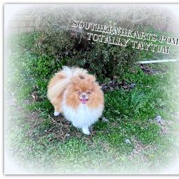 Taytum - Pomeranian