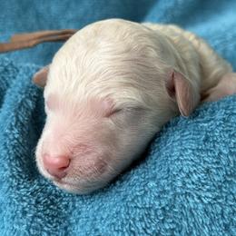 Boy 2 - male Poodle puppy in Screven, Georgia from Dreamland Standard Poodles