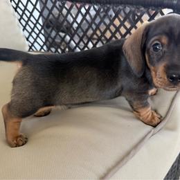 Hershey - Chocolate and tan male Dachshund puppy in Eugene, Oregon from FurEver Home