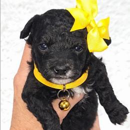 Sally - Black and white female Bernedoodle puppy in Vernon, Texas from Sugarland's Texas Goldendoodles