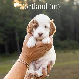 Cortland - Parti male Goldendoodle puppy in Acton, Maine from Silver Pines Pups