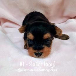 Sailor - Black and tan male Yorkshire Terrier puppy in New Holland, Pennsylvania from Ellie's Cute as a Button Yorkies