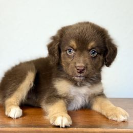 Clifford - Red tri-color male Miniature American Shepherd puppy in Eugene, Oregon from AKC Emerald Valley Minis