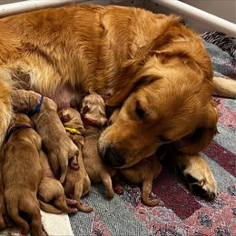 Golden Retrievers from Topmast co-breeder
