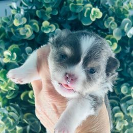 Blu tri - Blue and tan male Pomeranian puppy in Fayetteville, North Carolina from Tar-heel Poms