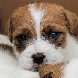 Boy 1 - Tan and white Jack Russell Terrier puppy in California from Kimberlite