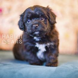 Merlin - male Cavapoochon puppy in Mead, Washington from Habibi Bears - Beloved Teddy Bear Puppies