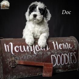 Doc - Black male Australian Labradoodle puppy in Cashmere, Washington from Mountain Home Doodles