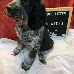 English Springer Spaniel Puppies from Sweet Carolina Springers