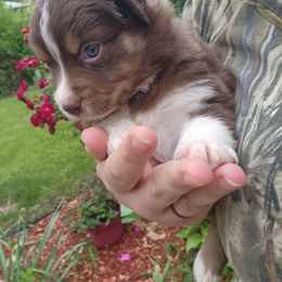 Miniature Australian Shepherd Puppies from Bornagain Paws