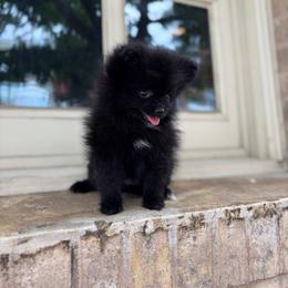 Suzzy - Black female Pomeranian puppy in San Antonio, Texas from San Antonio Pomeranian