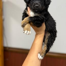 Andes - Black tri male Miniature Australian Shepherd puppy in Mount Airy, Georgia from North Georgia Gems