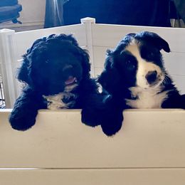 Aussiedoodle, Bernedoodle, and Goldendoodle Puppies from Elle and Oak Farms
