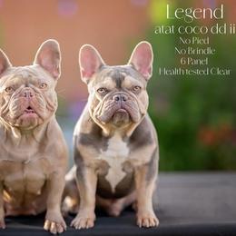 French Bulldog Puppies from Heaven Lee French Bulldogs