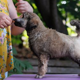 Poodle Puppies from Mystic Moon Poodles