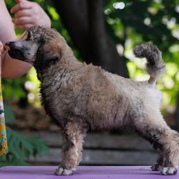 Poodle Puppies from Mystic Moon Poodles