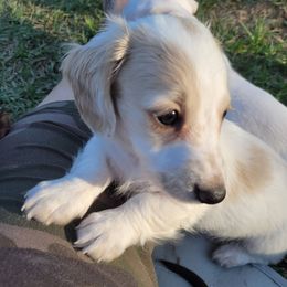 Salem - Piebald male Dachshund puppy in Onalaska, Texas from Weenies on the Lake