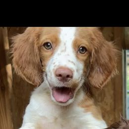 Beau - Orange and white male Brittany puppy in Adairsville, Georgia from Rocking L Farms