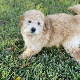 Goldendoodle Puppies from Zink Doodles