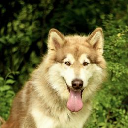 Sinestra - Red and white female Alaskan Malamute puppy in Kingston, Tennessee from North Shore Alaskan Malamutes