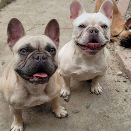 French Bulldogs from Apollo and Witches