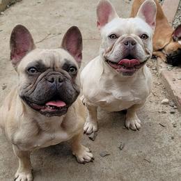 French Bulldogs from Apollo and Witches