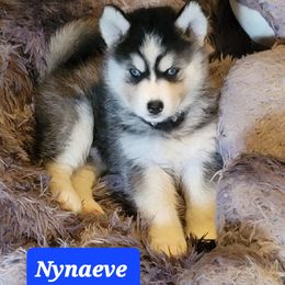 Nynaeve - Black and white female Siberian Husky puppy in Meridian, Mississippi from JJ's Huskies