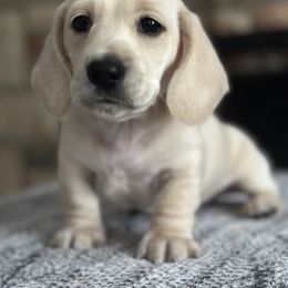 Dachshund Puppies from Southern Sash Doxies