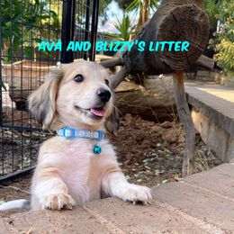 Shaded cream piebald - Cream male Dachshund puppy in Acton, California from DTR