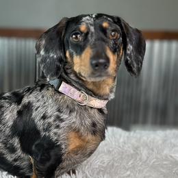 Dachshunds from Doxies in the Sun