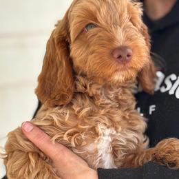 Boy 2 - male Australian Labradoodle puppy in Ocala, Florida from Vinton Valley Australian Labradoodles