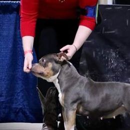 American Bullies and American Staffordshire Terriers from Marketabulls N Staffs