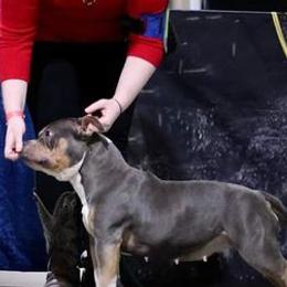 American Bullies and American Staffordshire Terriers from Marketabulls N Staffs