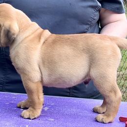 Almond - Red fawn male Bullmastiff puppy in Athens, Georgia from RCS Kennels