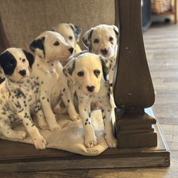 Dalmatian Puppies from Pawsitively Spotted