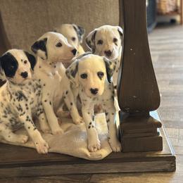 Dalmatian Puppies from Pawsitively Spotted