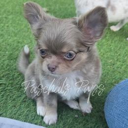 Colt - Chocolate blue male Chihuahua puppy in Bowdon, Georgia from Paschal's Pups