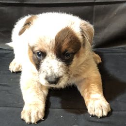 Boy 5 - male Australian Cattle Dog puppy in Sheridan, Oregon from 6pk Cattledogs