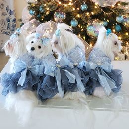 Beauty - Maltese