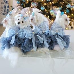 Beauty - Maltese