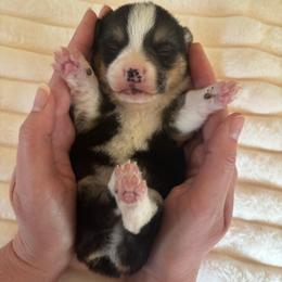 Female 3 - Black and tan female Pembroke Welsh Corgi puppy in Mcarthur, Ohio from Bentley Corgis LLC