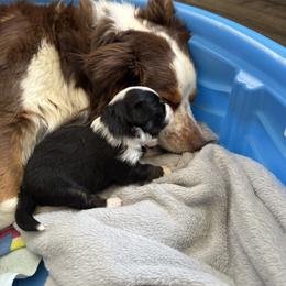 Miniature Australian Shepherd Puppies from McMillan Aussies