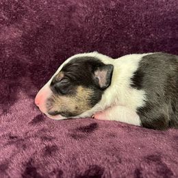 Fizzy - Black tan and white male Bull Terrier puppy in Sprauge, Washington from Mark My Words Bull Terriers