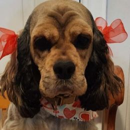 Dolce - Cocker Spaniel