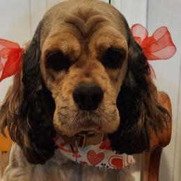 Dolce - Cocker Spaniel