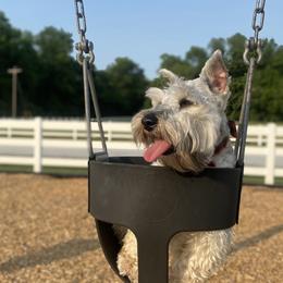 Louie - Miniature Schnauzer