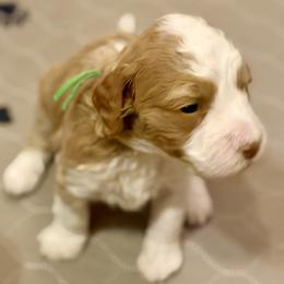 Jade - Phantom female Goldendoodle puppy in Great Falls, Montana from AnneLuna Goldendoodles