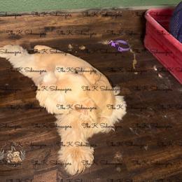 Brown collar - Wheaten male Miniature Schnauzer puppy in Santa Ana, California from The_K_Schnauzers