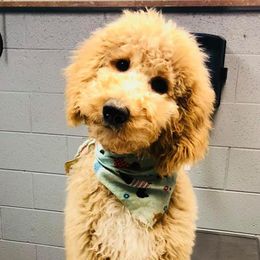 Goldendoodles and Poodles from A Goldendoodle Dream