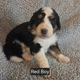 Red Boy - Tri-color male Bernedoodle puppy in Brea, California from River Doodles